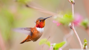 hummingbirds-wallpaper-960x540